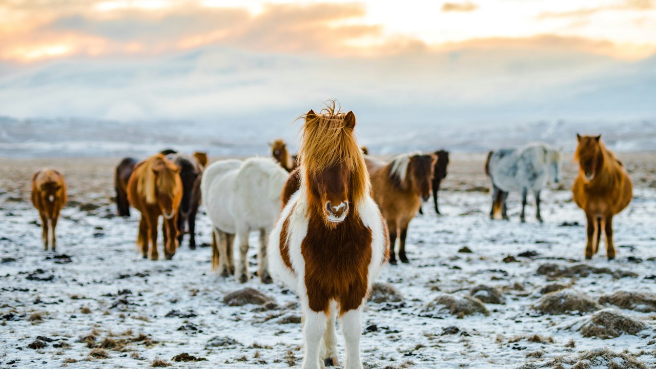 A few of the ponies you could have at your party!