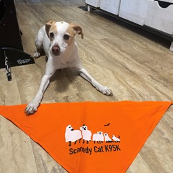 Bandana
