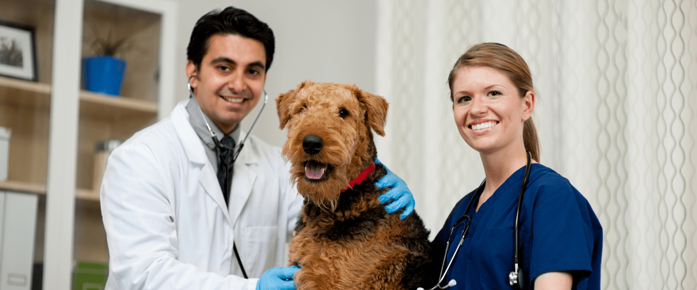 Massachusetts Veterinary Medical Association | MVMA