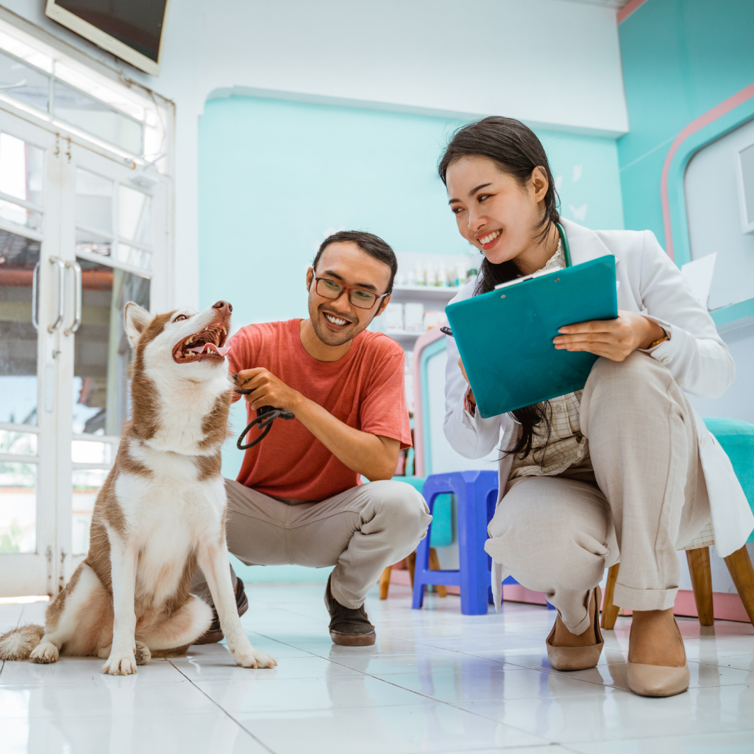 Veterinarian meeting with a client
