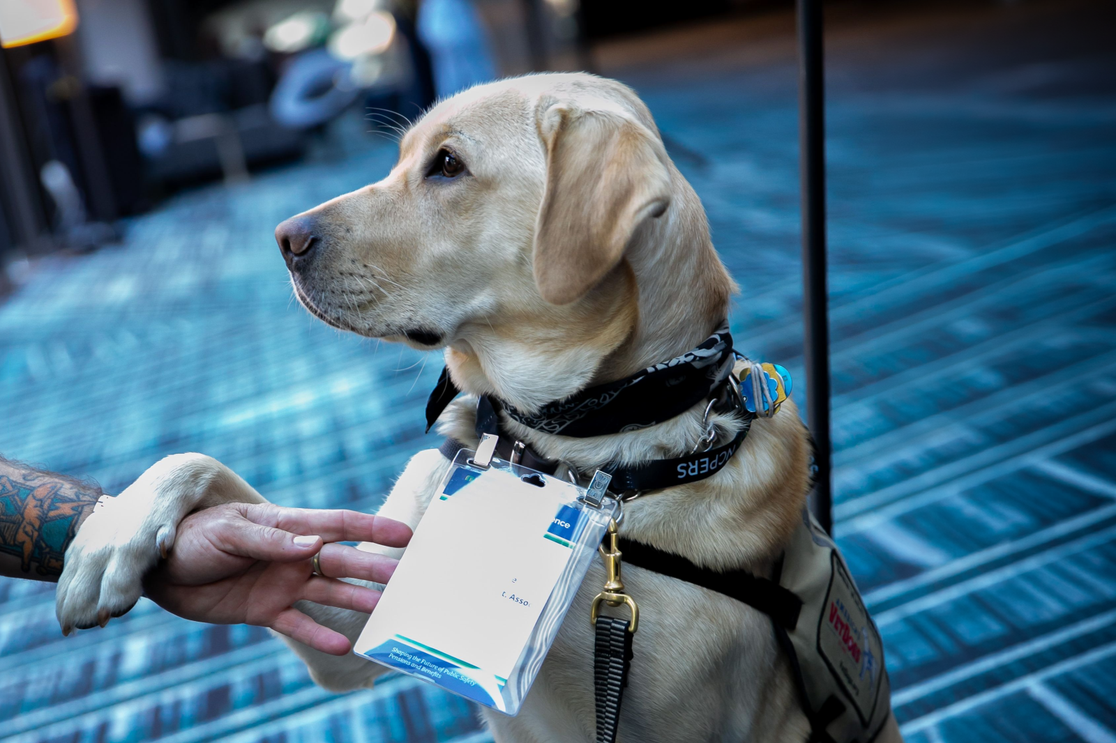 A dog wearing a conference badge shaking hands