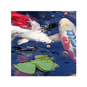 Photo of Hampton Roads Water Gardens