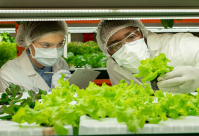 Plant cultivators with gloves, masks, and hairnets on