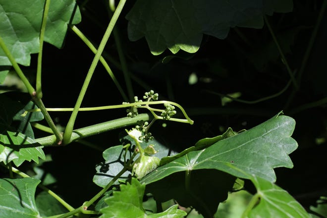 Tiny muscadines begin to sprout on a vine in Ma'ta Crawford's teaching garden on May 16, 2024.