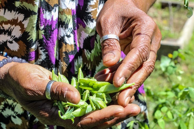 Ma'ta Crawford harvests fresh peas in her teaching garden on May 16, 2024.